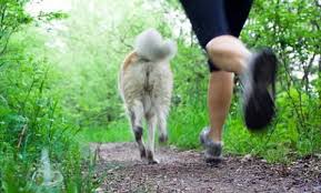 GOEX gåforsterker for hundeturer - eksoskjelett i bruk